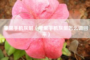 苹果手机灰屏（苹果手机灰屏怎么调回来）